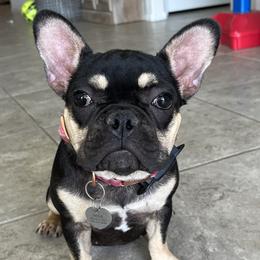 French Bulldogs from Tanessa Clarkson