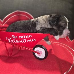 Linus - Blue merle male Aussiedoodle puppy in Cumberland, Rhode Island from W Doodle Crew