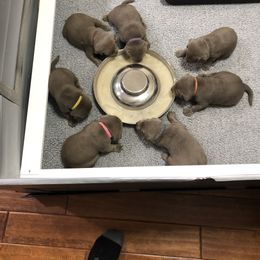 Labrador Retriever Puppies from KMC Gun Dogs