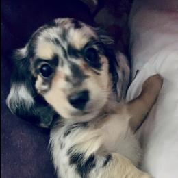 Dachshund Puppies from Meldox