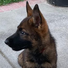 Beagle and German Shepherd Puppies from Nebraska K9's