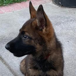 Beagle and German Shepherd Puppies from Nebraska K9's