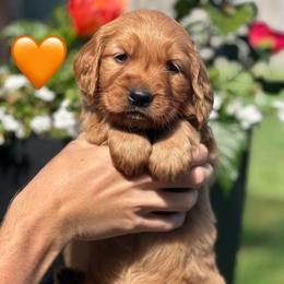 Orange - Dark golden female Golden Retriever puppy in Calistoga, California from Willow’s AKC Golden Retrievers