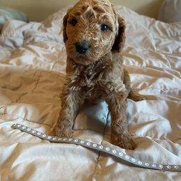 Gray - Red  male Poodle puppy in Milan, Illinois from Lisa Riley