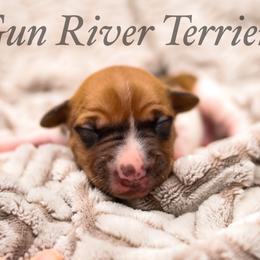 Black base sable - Red white and sable male Rat Terrier puppy in Allegan, Michigan from Gun River Terriers