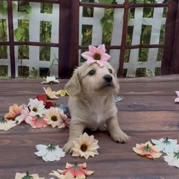 Cream Longhair Female - Cream female Dachshund puppy in Killeen, Texas from Southern Dachshunds