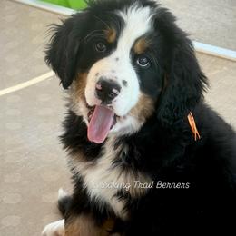 Pistachio - Black rust and white male Bernese Mountain Dog puppy in Draper, Utah from Breaking Trail Berners