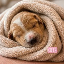Cheer Bear - Apricot female Goldendoodle puppy in Rocky Point, North Carolina from CelticDoods