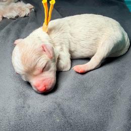 Yellow - Parti female Maltipoo puppy in Clarksville, Tennessee from Bee Mine Maltipoos and Pomeranians