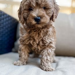 Cavapoo and Goldendoodle Puppies from Fitzdoodles