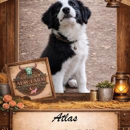 Atlas - Black & white male Australian Shepherd puppy in Citra, Florida from AEW Farm
