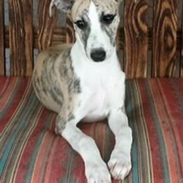 Whippet Puppies from Arwen Whippets