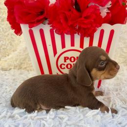 DJ - Chocolate and tan male Dachshund puppy in Colbert, Oklahoma from Brooke Crenshaw