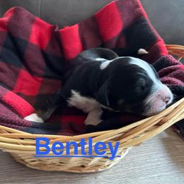 Bentley - Tri-color male Bernedoodle puppy in Battle Creek, Michigan from T-Rose’s Bernedoodle & Pomsky Puppies
