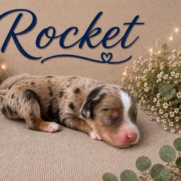 Rocket - Red merle male Miniature Australian Shepherd puppy in Idalou, Texas from Lonesome Pine Mini Aussies