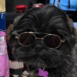 Crickett - Shih Tzu