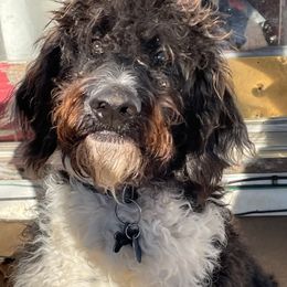 Labradoodles from Furrever and Always Doodles
