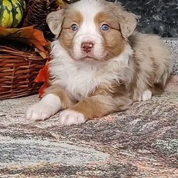 Miniature American Shepherd and Miniature Australian Shepherd Puppies from Buck-Run Puppies