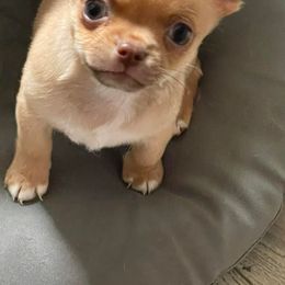 Chihuahuas from Lamaster Lux Chiuhua’s