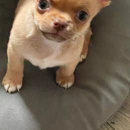 Chihuahuas from Lamaster Lux Chiuhua’s