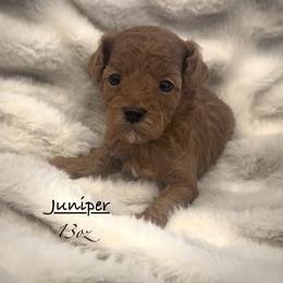 Juniper - Red and white female Shihpoo puppy in Traverse City, Michigan from Riyem Wildflower Farms