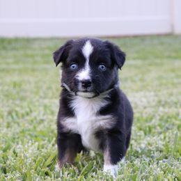 Miniature Australian Shepherd Puppies from Rolling Waves Mini Aussie