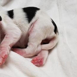 Cavalier King Charles Spaniel Puppies from Heritage Garden Cavaliers