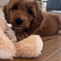 Clay - Red  male Goldendoodle puppy in Gilbert, Arizona from Doodle Bliss