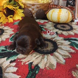 Boy 2 - Brindle male Shih Tzu puppy in Ruffs Dale, Pennsylvania from RAM Shih Tzus Rolling Hills of PA
