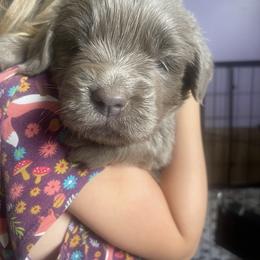 Newfoundland Puppies from Beatty Newfies
