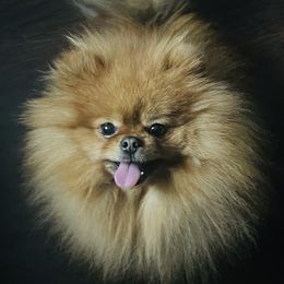 Duke - Pomeranian