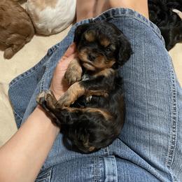 Hart Boy 1 - Black and tan male Cavalier King Charles Spaniel puppy in Phoenix, Arizona from Larisa's Cavaliers