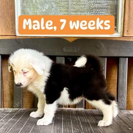 Orange collar - Black and white male Yakutian Laika puppy in Bethel, Ohio from Caldersong Kennels