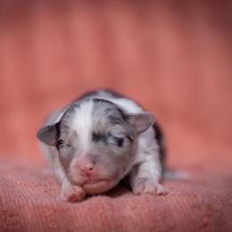 Oogie - Blue merle male Australian Shepherd puppy in Weatherford, Texas from Ridgestar Aussies
