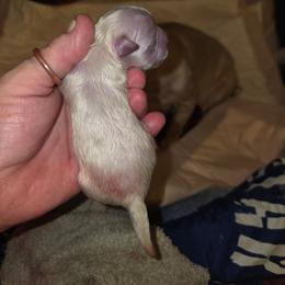 Nicholas - White male Shih Tzu puppy in Cook County, Illinois from My Tzu Crew