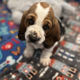 Boy 1 - Basset Hound puppy in Gilbert, Arizona from Redhead Hounds