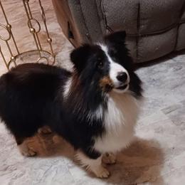 Chili - White black and tan female Shetland Sheepdog puppy in Trenton, Michigan from Leigh Hi Shelties