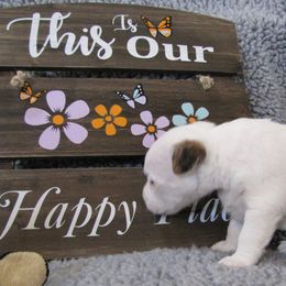 Jack Russell Terrier Puppies from Spritely Jack Russell Terriers
