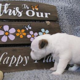 Jack Russell Terrier Puppies from Spritely Jack Russell Terriers