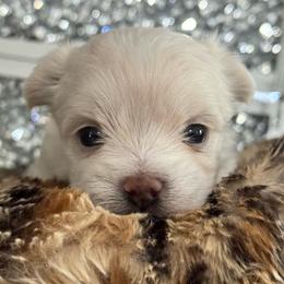Jaxson - White male Morkie puppy in Taylorsville, North Carolina from Mountain Top Hot Tailz