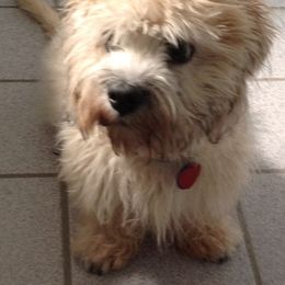 Dandie Dinmont Terrier Puppies from Bonnyrigg
