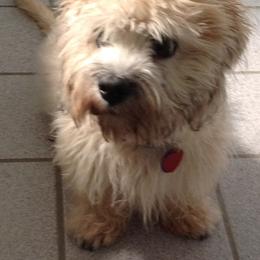 Dandie Dinmont Terrier Puppies from Bonnyrigg