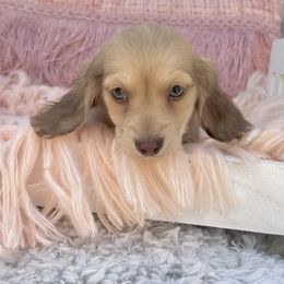 Tracy - Cream female Dachshund puppy in Decatur, Mississippi from KP Dachshunds