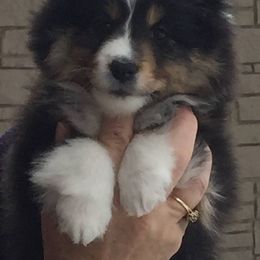 Shetland Sheepdogs from Lacewood Shetland Sheepdogs