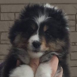 Shetland Sheepdogs from Lacewood Shetland Sheepdogs
