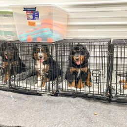 Bernedoodle and Bernese Mountain Dog Puppies from Central Wisconsin Bernedoodles