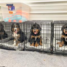 Bernedoodle and Bernese Mountain Dog Puppies from Central Wisconsin Bernedoodles