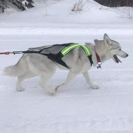 Acacia - Siberian Husky