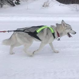 Acacia - Siberian Husky