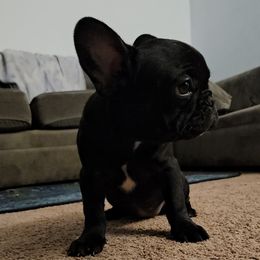 French Bulldog Puppies from frenchies f